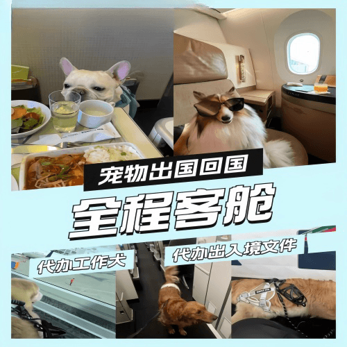 台北市宠物托运到白俄罗斯宠物入境规定和要求